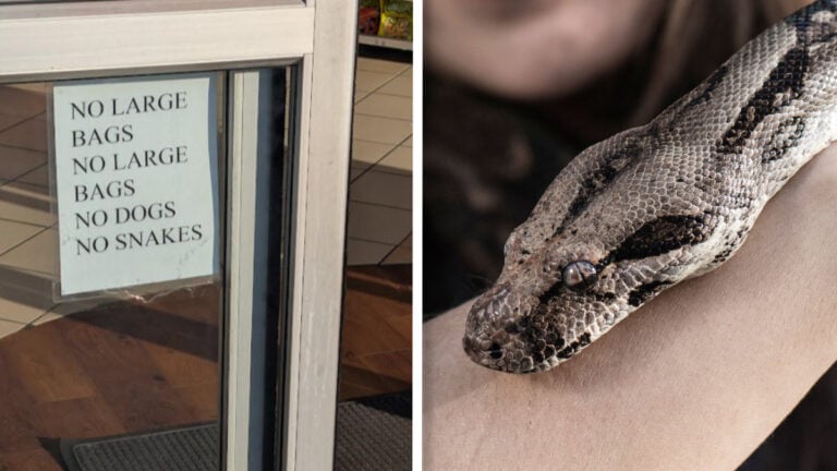North Carolina Convenience Store Bans Customers from Bringing Snakes: ‘Who Needed To Be Told This?’ North Carolina Convenience Store Bans Customers from Bringing Snakes