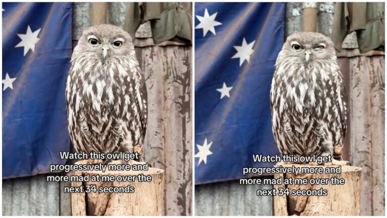 Texas owl