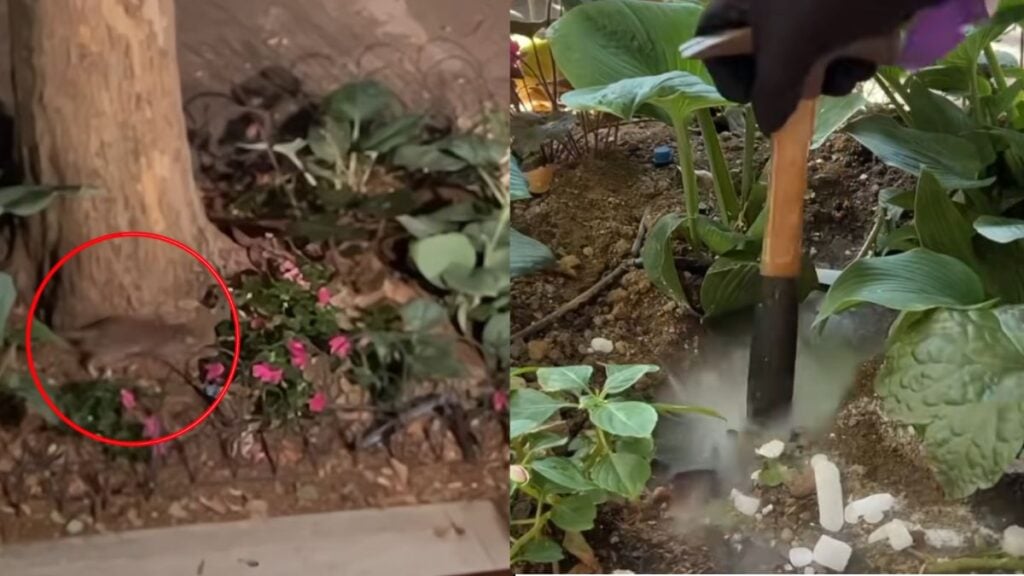 New York Man Tries To Wipe Out Rat Infestation With Dry Ice, Gets Schooled by Rodents: ‘I Did Not Enjoy This One Bit’ New York Man Tries To Wipe Out Rat Infestation With Dry Ice, Gets Schooled by Rodents