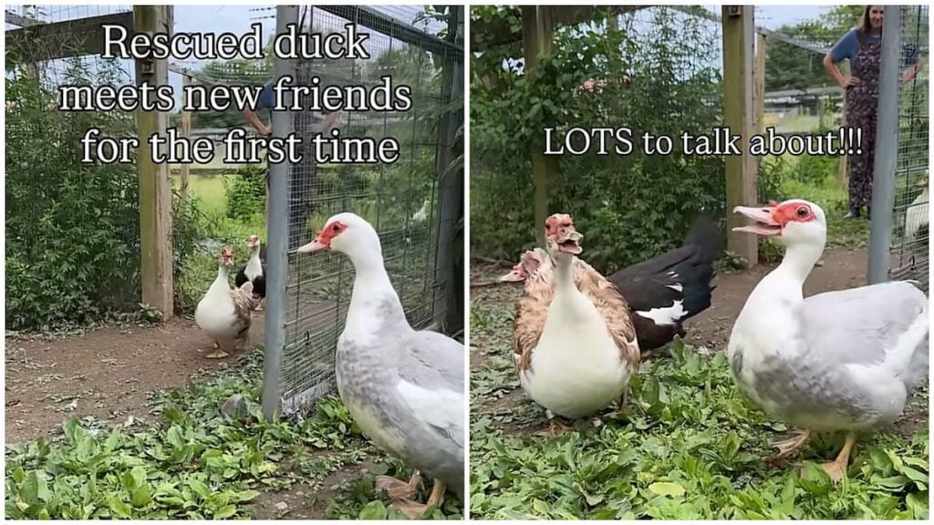 ‘She’s Actually Smiling’: Rescued New York Duck’s First Meeting With Her New Flock Leaves Internet In Tears New York ducks