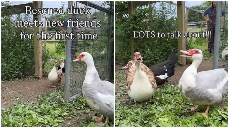 ‘She’s Actually Smiling’: Rescued New York Duck’s First Meeting With Her New Flock Leaves Internet In Tears New York ducks