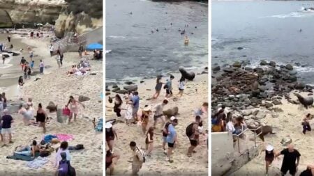 California Sea Lions Evict Tourists From San Diego Beach: ‘Nature Is Healing’