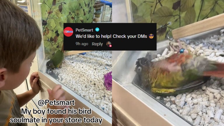 Michigan Boy’s Viral Bird Friendship Gets PetSmart’s Attention: ‘Petsmart Should Just Gift This Bird to Him’