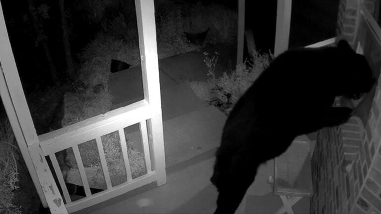 ‘Neighbor We’ve Never Even Met Before Broke Into Our House’: Colorado Bear Breaks Into Home at 3 AM After Tearing Open Window Screen Colorado Bear Breaks Into Home at 3 AM After Tearing Open Window Screen