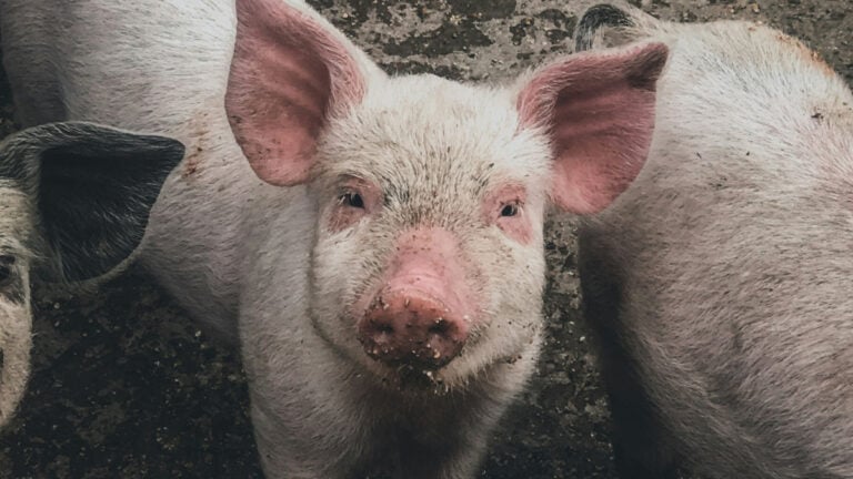 Pigs looking at the camera