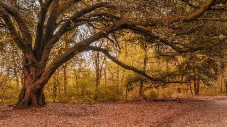 Philadelphia Resident on Edge as Cut-Up 70-Foot Oak Threatens to Topple Due to Bad Contractors: ‘Some People Are That Dumb’ Philadelphia cut oak tree