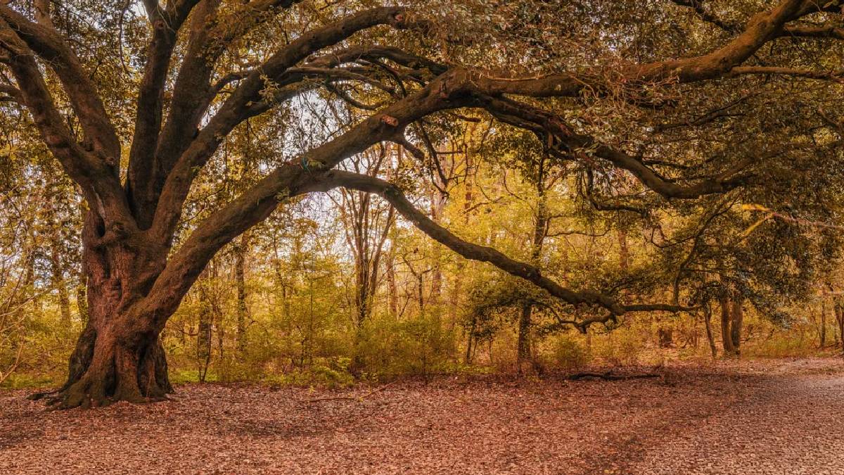 Philadelphia Resident on Edge as Cut-Up 70-Foot Oak Threatens to Topple Due to Bad Contractors: ‘Some People Are That Dumb’