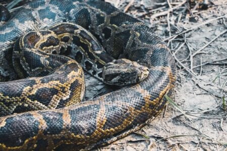 ‘You Can Trade A Python For A Pizza’: Florida Restaurant Takes Unique Form Of Currency By Accepting Pythons Florida python photo