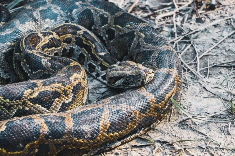 ‘You Can Trade A Python For A Pizza’: Florida Restaurant Takes Unique Form Of Currency By Accepting Pythons Florida python photo