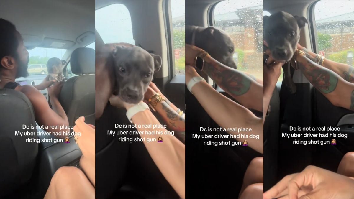 ‘He Should’ve Said Something Before Y’all Got In’: DC Uber Driver Brings Dog Along for Ride