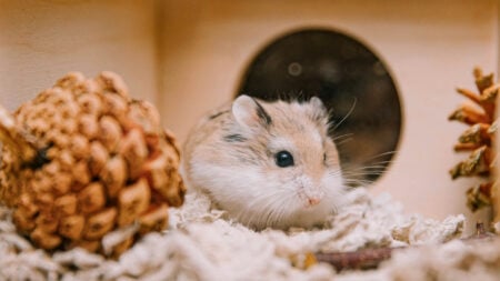 Georgia Tenant Says Landlord Is Charging $600 Pet Rent for Their Hamster: ‘Is This a Joke?’ cute pet hamster in its home