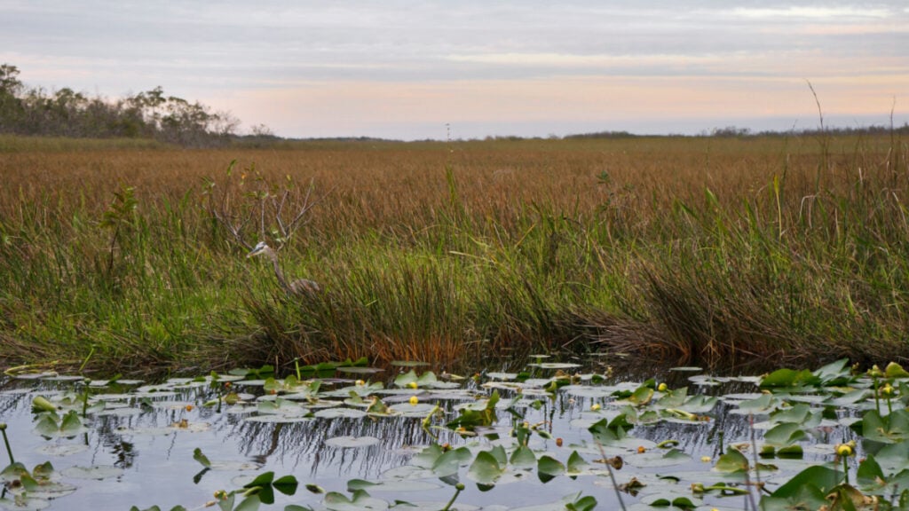 Florida Wetlands Park