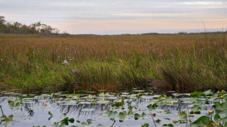 Florida Wetlands Park