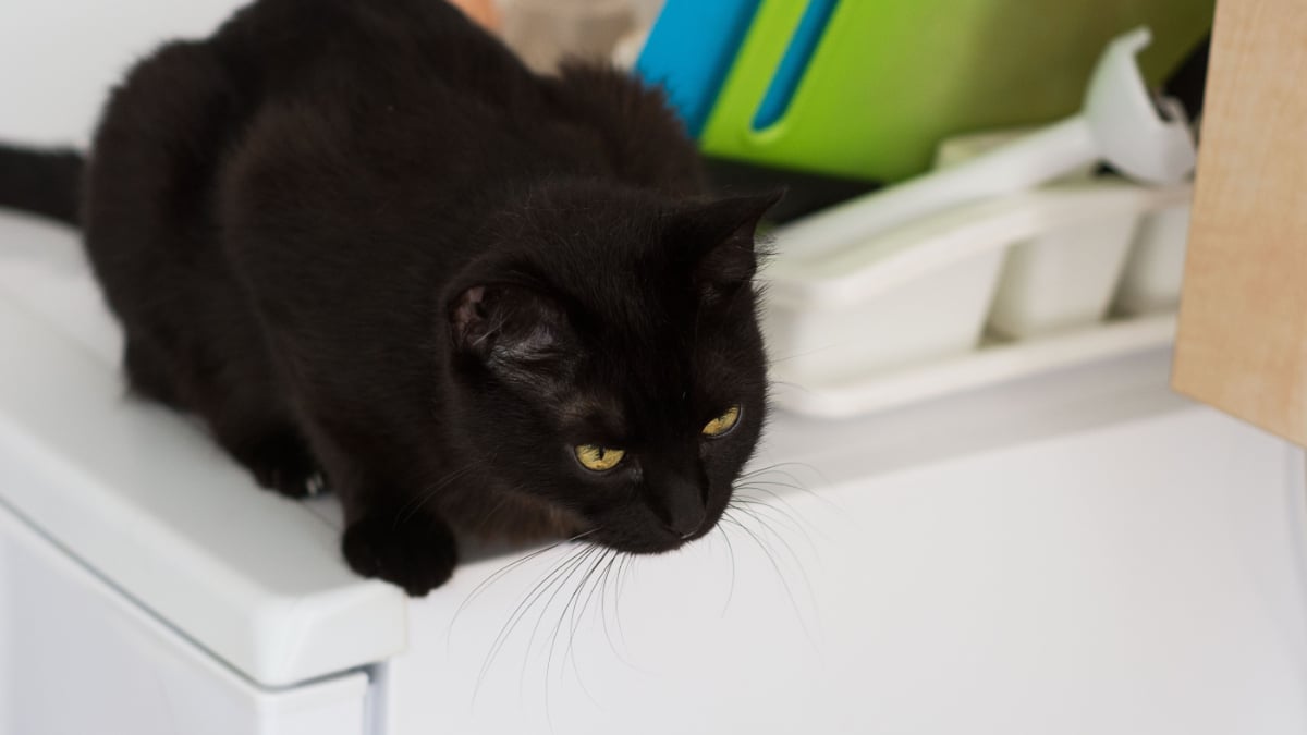 Florida Family Keeps Reminder on Fridge After Cat Was Accidentally Locked Inside for 4 Hours: ‘The Cat Was Just Chillin’