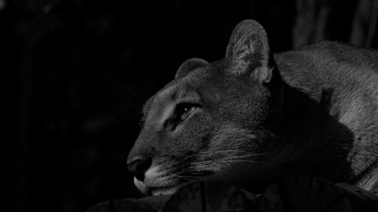 ‘No Sound, No Feeling of Being Watched’: Oregon Hikers Spot Mountain Lion Stalking Them by ‘Dumb Luck’ mountain lion monochromatic photo