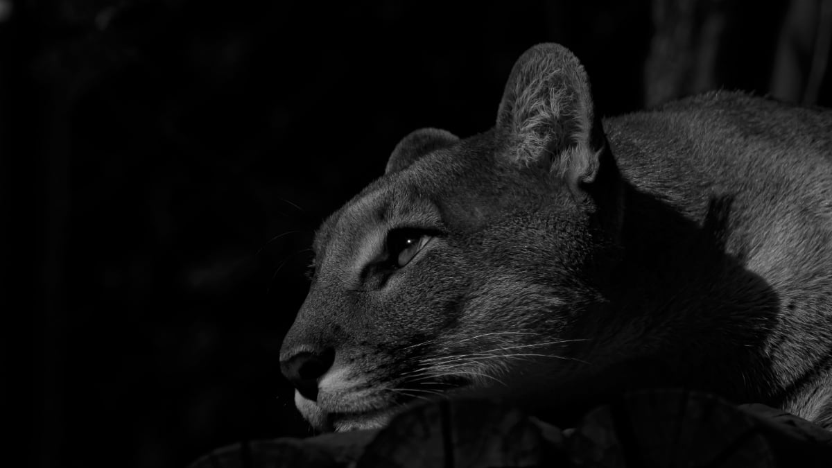‘No Sound, No Feeling of Being Watched’: Oregon Hikers Spot Mountain Lion Stalking Them by ‘Dumb Luck’