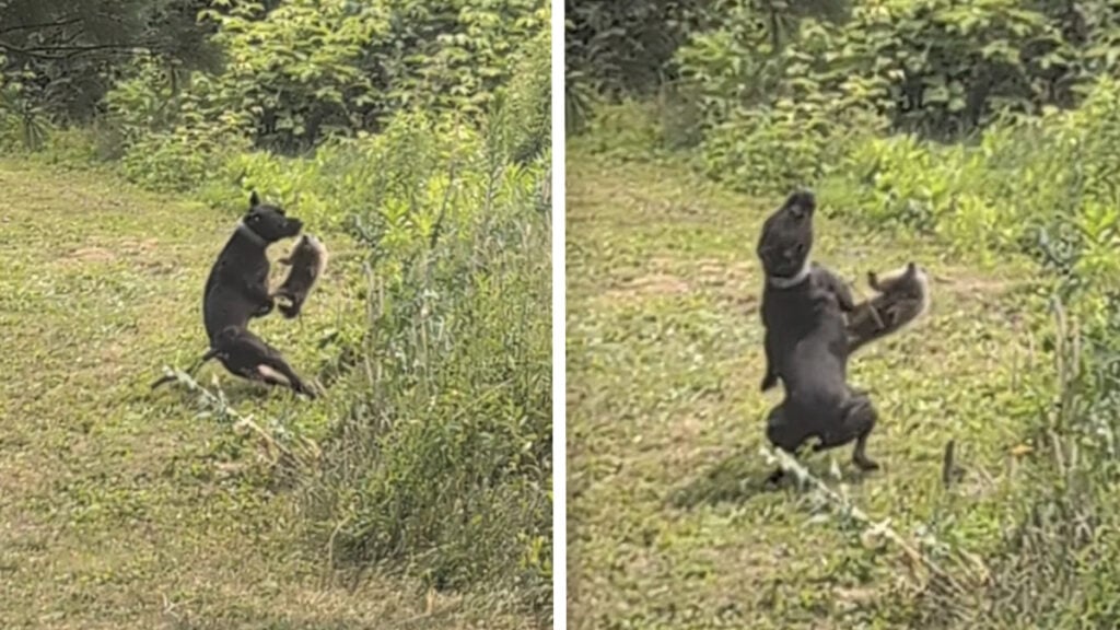 Pennsylvania Owner Captures Exact Moment Groundhog Drop-Kicks His Dog: ‘Woodchuck Norris’ Pennsylvania Owner Captures Exact Moment Groundhog Drop-Kicks His Dog