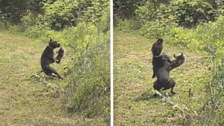 Pennsylvania Owner Captures Exact Moment Groundhog Drop-Kicks His Dog: ‘Woodchuck Norris’ Pennsylvania Owner Captures Exact Moment Groundhog Drop-Kicks His Dog