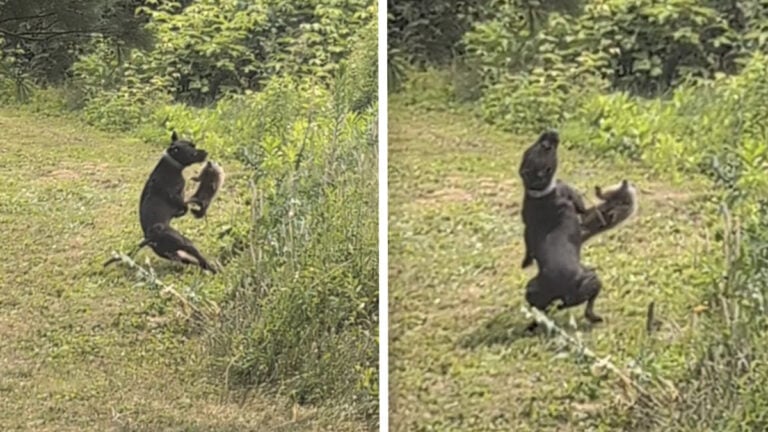 Pennsylvania Owner Captures Exact Moment Groundhog Drop-Kicks His Dog: ‘Woodchuck Norris’ Pennsylvania Owner Captures Exact Moment Groundhog Drop-Kicks His Dog