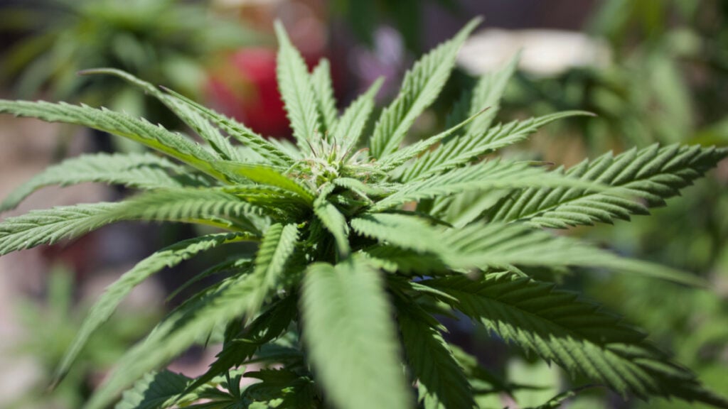 California Homeowner Says HOA Is Suing Him for $48,750 Over Plants Visible Only on Google Earth: ‘They Are Trying To Get Rid of You’ close up of a cannabis plant