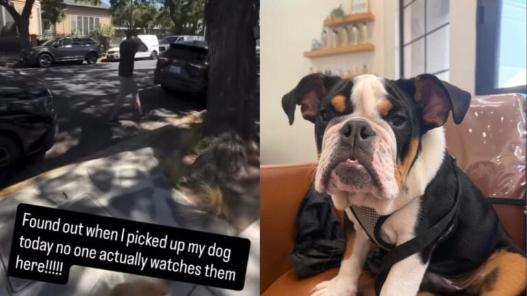 A picture of the California dog.