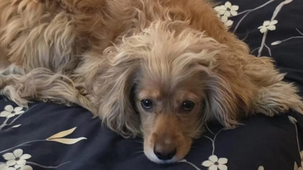 Internet Blames Nevada Man After Only One Person Came to His Dog’s Birthday Party: ‘That’s Why People Didn’t Show Up’ Dog Lying on Bed with Flowery Blanket