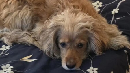 Internet Blames Nevada Man After Only One Person Came to His Dog’s Birthday Party: ‘That’s Why People Didn’t Show Up’ Dog Lying on Bed with Flowery Blanket