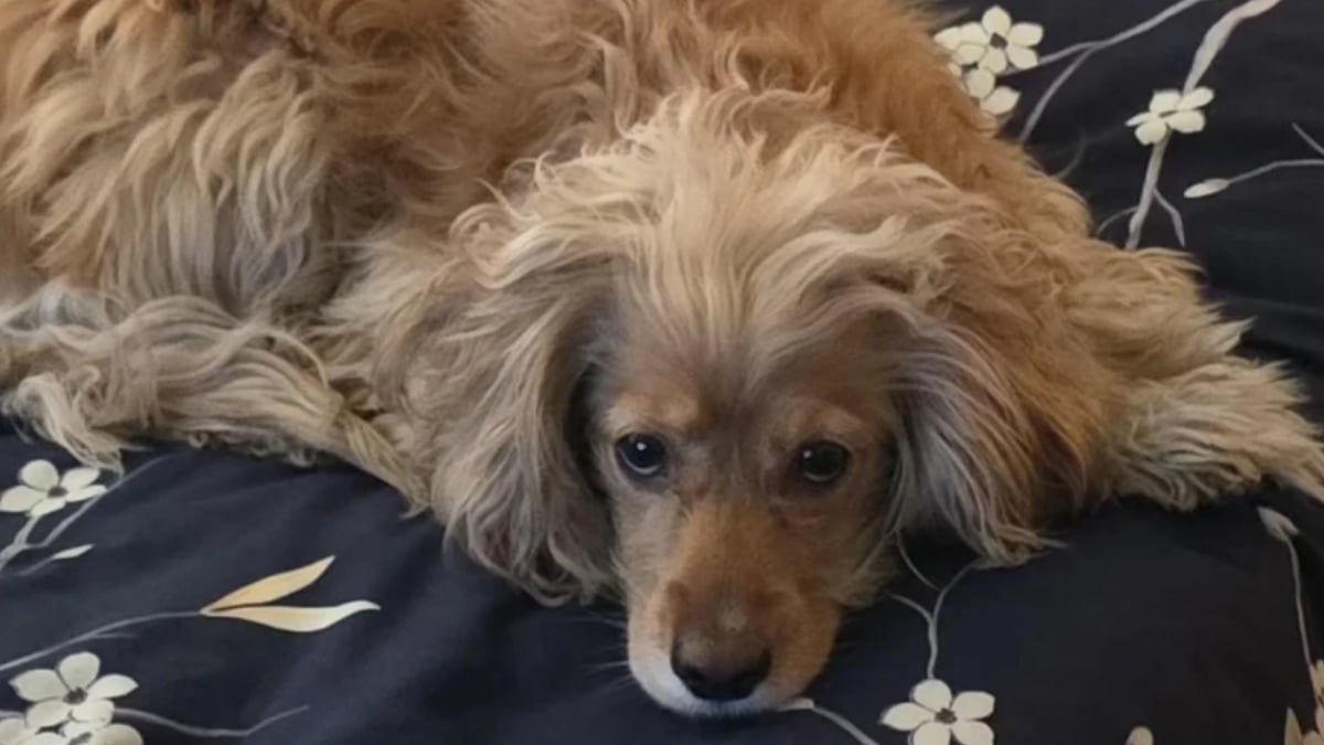 Internet Blames Nevada Man After Only One Person Came to His Dog’s Birthday Party: ‘That’s Why People Didn’t Show Up’
