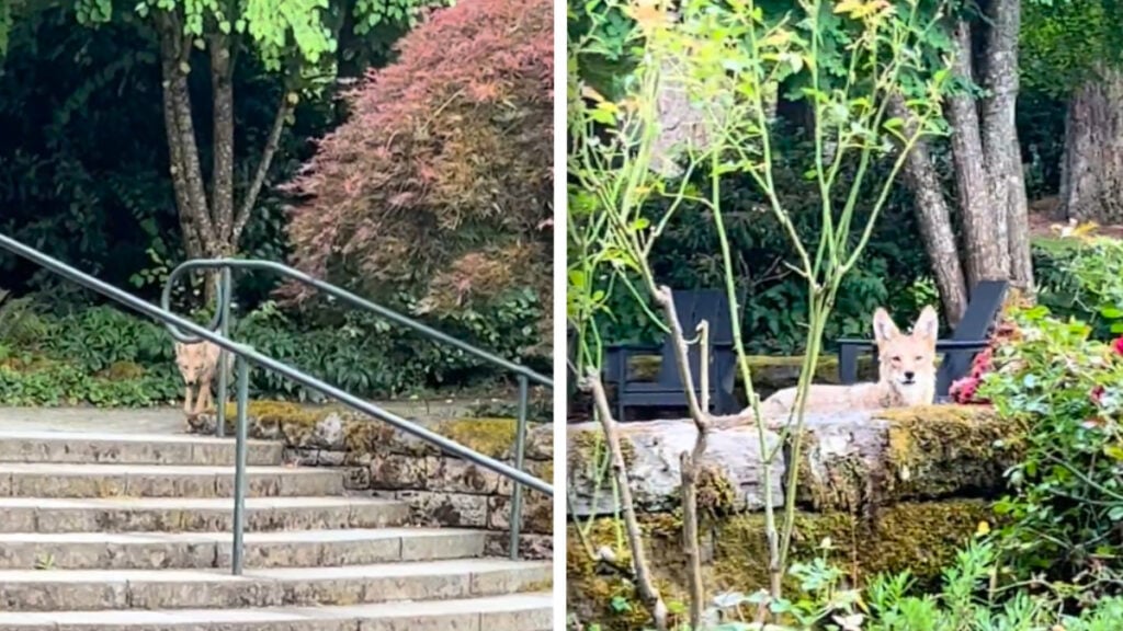 Oregon Coyote Playfully Stalks Campus Groundskeeper at Work: ‘It’s Cute Until Somebody Brings a Toddler Around’ Oregon Coyote Playfully Stalks Campus Groundskeeper at Work