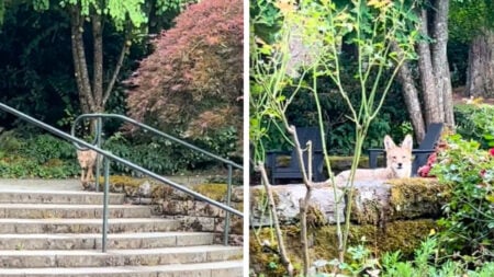 Oregon Coyote Playfully Stalks Campus Groundskeeper at Work: ‘It’s Cute Until Somebody Brings a Toddler Around’ Oregon Coyote Playfully Stalks Campus Groundskeeper at Work
