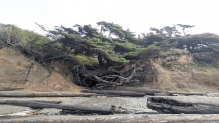 ‘Just Wait Till Karen Finds Out About People Walking on Grass’: Washington Man Faces Backlash After Climbing Protected Tree Sitka spruce spanning a gap carved into a bluff by a stream.