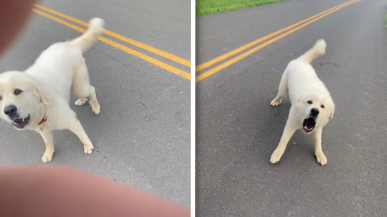 Virginia Biker Says Neighbor’s Dog Bit Them, Owner Couldn’t Have Cared Less: ‘Setting His Dog Up To Fail in a Spectacularly Bad Way’ Virginia Biker Says Neighbor's Dog Bit Them