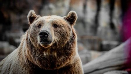 Internet Stunned as Bizarre Video Shows Bear Perched Atop Utility Pole in New Mexico: ‘How Did the Bear Manage to Get Up There?’ A detailed close-up view of a wild brown bear in its natural habitat.