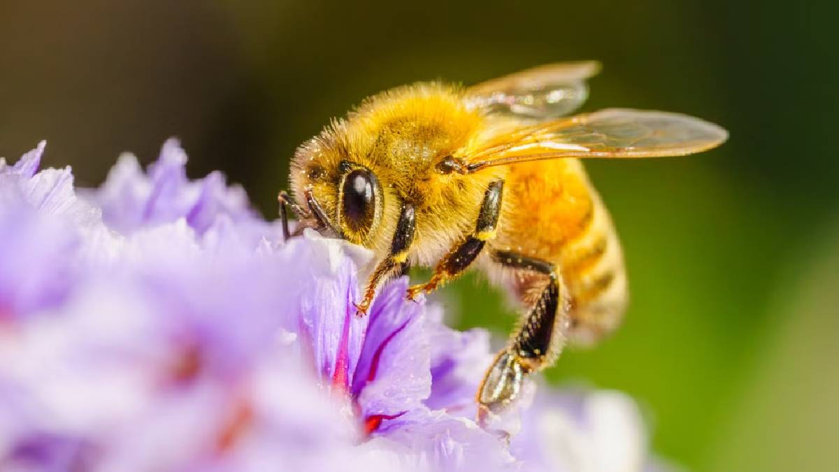 Scared Michigan Residents Sound Alarm Over Missing Bees: ‘We’re Altering the Environment to Our Detriment’