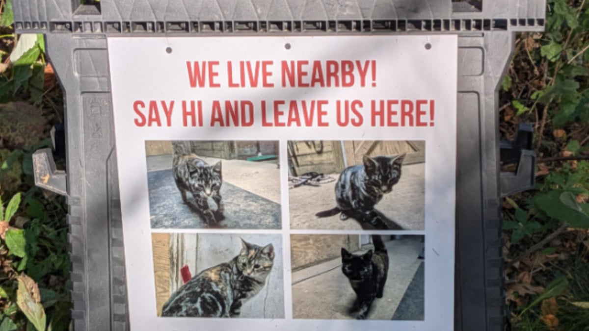 ‘They Are Decimating the Bird Populations’: Wisconsin Cat Owner Sparks Outrage for Letting Their Cats Roam Bike Trails