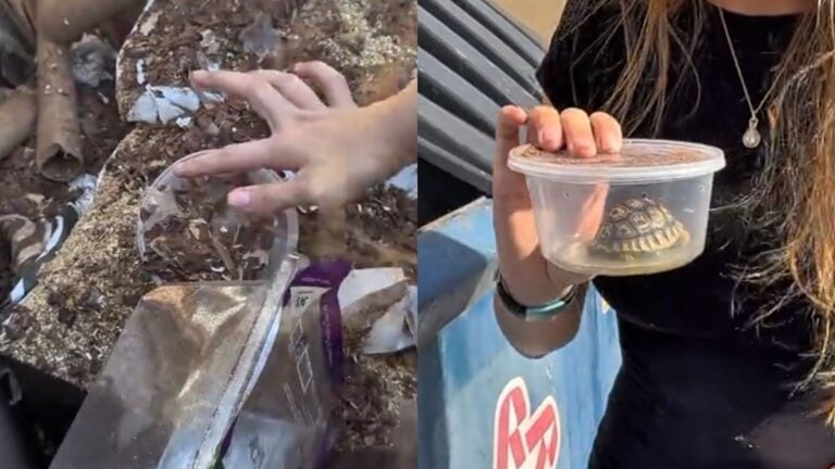 Arizona Woman Shocked to Find Baby Tortoise in Deli Cup in Pet Store Dumpster: ‘I Hate Humans’ Arizona Woman Shocked to Find Baby Tortoise in Deli Cup in Pet Store Dumpster
