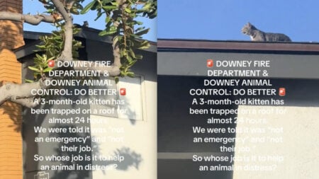California Woman Irate After Animal Control and Firefighters Won’t Rescue a Trapped Kitten from Rooftop