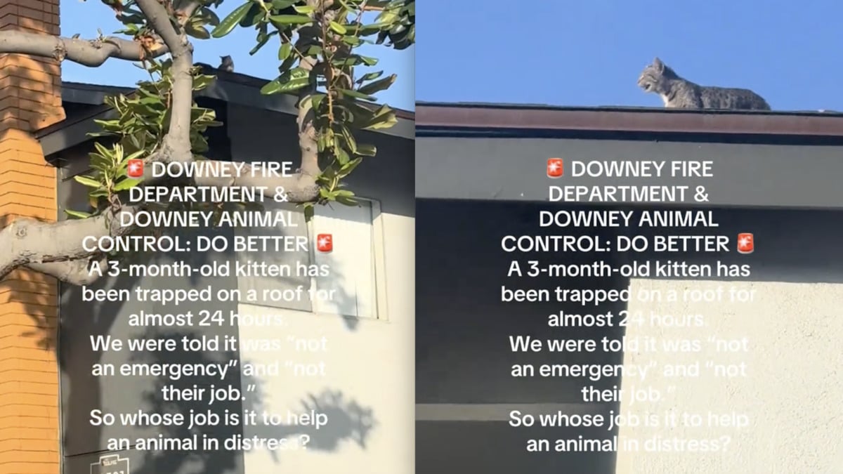 California Woman Irate After Emergency Services Refuse to Rescue Trapped Kitten from Rooftop: ‘It Angers Me How Much Nobody Cares for Animals’ 