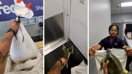 Tennessee Man Accused of Animal Abuse After Shipping Iguana with FedEx: ‘Is That Legal?’