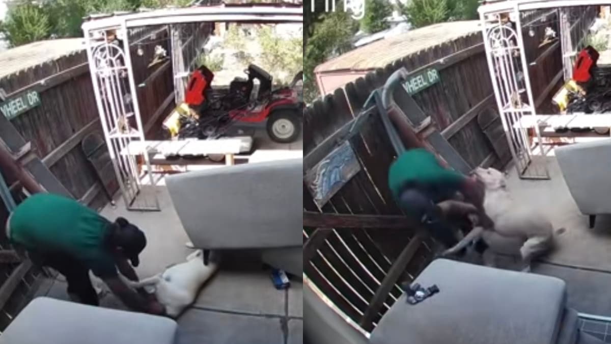 Colorado Man Steals Dog From Family’s Backyard, Then Returns Him With Apology Note: ‘I Was Very Drunk’