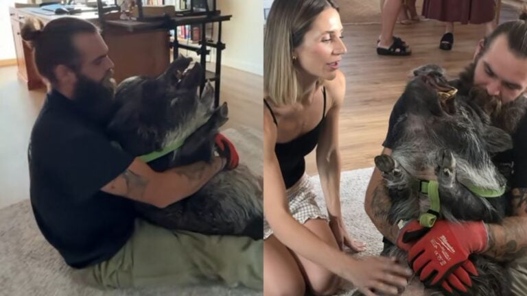 California Woman’s Bridal Shower Gets Hijacked by Pig’s Tusk and Hoof Trim