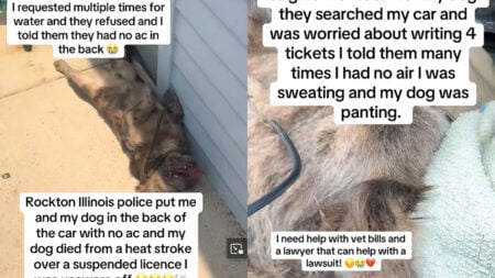 Wisconsin Man Claims Dog Died in Hot Rockton Police Car After Arrest: ‘So Sorry This Happened’ Wisconsin Man Claims Dog Died in Hot Rockton Police Car After Arrest: ‘So Sorry This Happened’