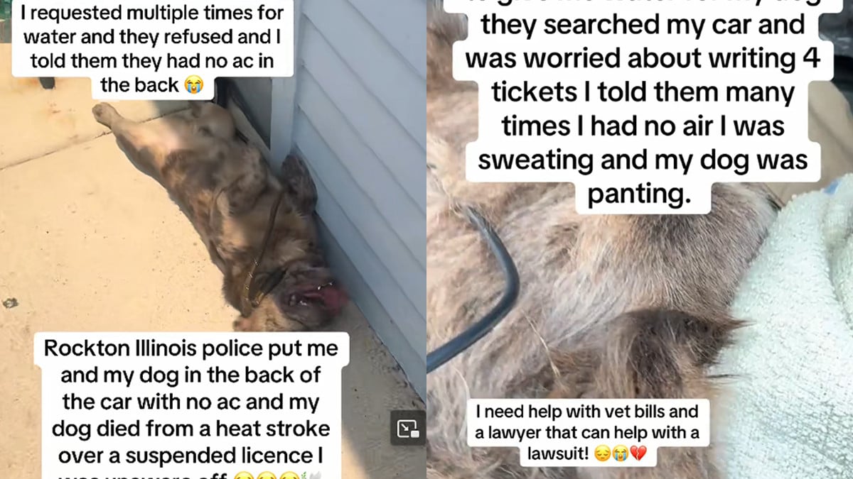 Wisconsin Man Claims Dog Died in Hot Rockton Police Car After Arrest: ‘So Sorry This Happened’