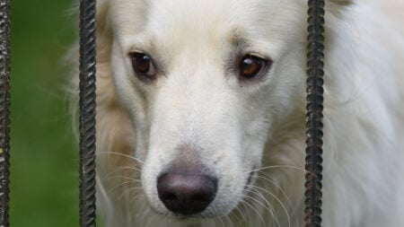 New Hampshire Tenant Cheers as Upstairs Neighbors Are Forced to Give Up Their Dogs: ‘They Must Be Gone by Aug. 10th’ white dog looking through metal fence