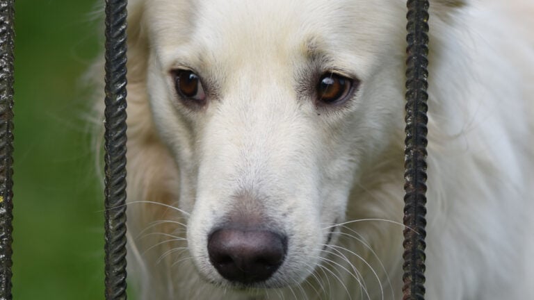 white dog looking through metal fence