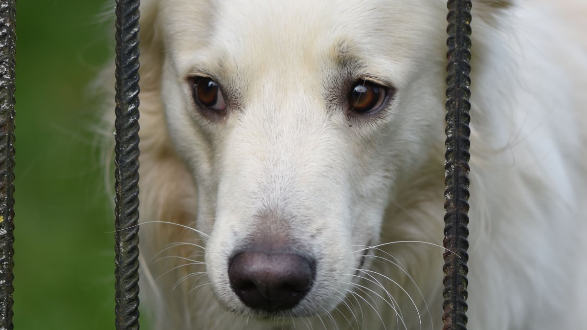 New Hampshire Tenant Cheers as Upstairs Neighbors Are Forced to Give Up Their Dogs: ‘They Must Be Gone by Aug. 10th’