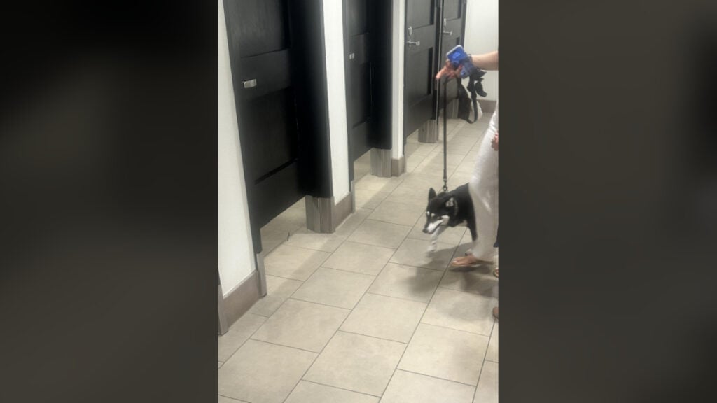 Customer Dog in Nordstrom Restroom
