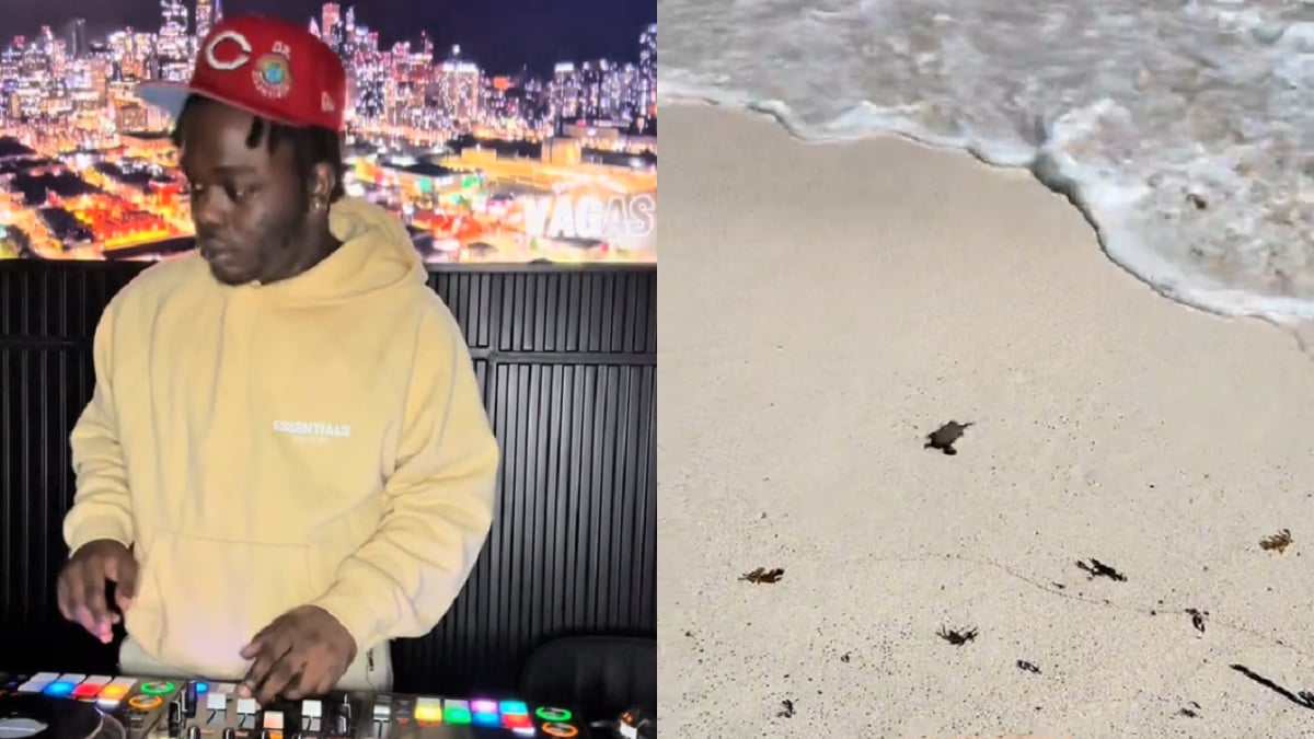 New Jersey DJ Goes Viral After Being Hype Man to Newborn Baby Turtle For 2.5 Minutes Straight: ‘You were right to not help it’