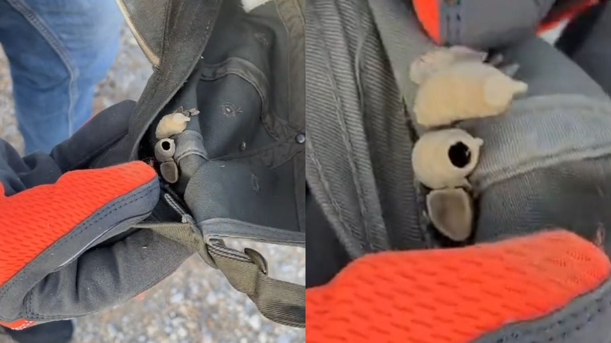 Michigan Man Couldn't Stop Hearing Buzzing, Finds Wasp Nest in Cap: ‘I'd Cut My Ear Off'