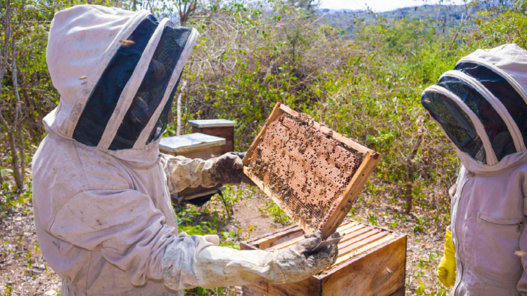 Alaska Man Shocks All By Using Living Room To House Thousands Of Bees: ‘Don’t They Need To Be Pollinating?’ Alaska Man Shocks All By Keeping Bees Inside